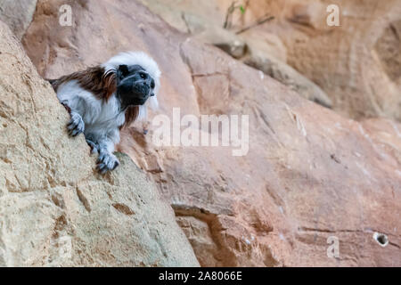 Goeldi's marmoset oder Goeldi Monkey's (Callimico goeldii), Haus des Meeres, Esterhazy Park, Mariahilf, Wien, Österreich Stockfoto