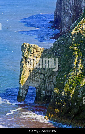 Seabird Kolonie nisten auf der Kreidefelsen am Bempton Cliffs auf der Yorkshire Coast Stockfoto