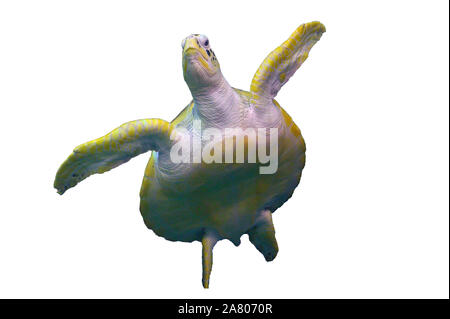 Sea turtle Schwimmen in weißen Hintergrund isolieren Stockfoto