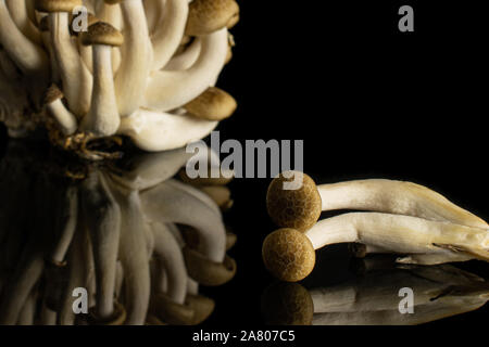 Menge ganze Frische braune Buna Shimeji Pilz auf schwarz Glas isoliert Stockfoto