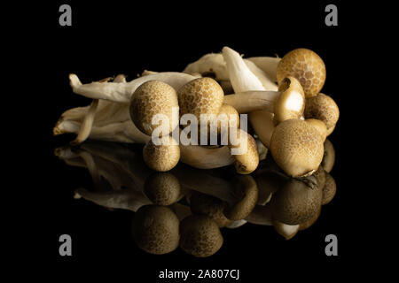 Menge ganze Frische braune Buna Shimeji Pilz auf schwarz Glas isoliert Stockfoto