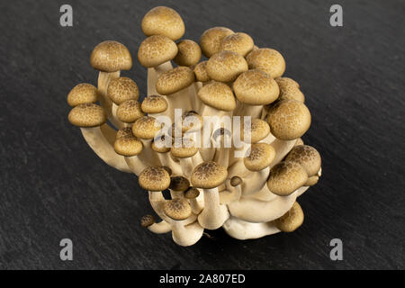 Menge ganze Frische braune Buna Shimeji Pilz auf grauem Stein Stockfoto