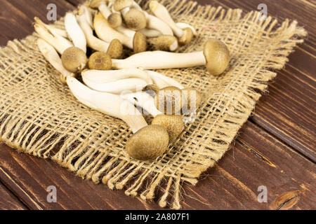 Menge ganze Frische braune Buna Shimeji Pilz auf natürliche Sack auf braunem Holz Stockfoto