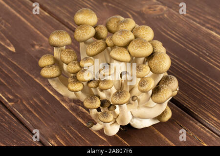 Menge ganze Frische braune Buna Shimeji Pilz auf braunem Holz Stockfoto