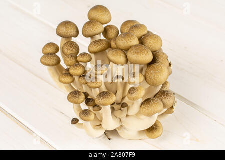 Menge ganze Frische braune Buna Shimeji Pilz auf weißem Holz Stockfoto