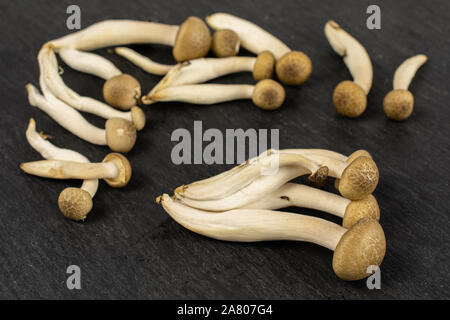 Menge ganze Frische braune Buna Shimeji Pilz auf grauem Stein Stockfoto