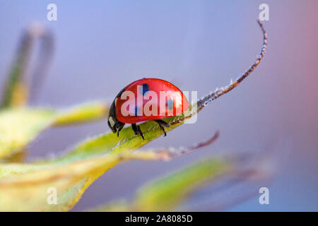 Makro der Marienkäfer auf einem Blatt des Sonnenblume n am Morgen die Sonne Stockfoto