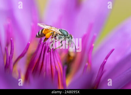 Makro eine Biene auf Blume, vivild schöne Farbe. Stockfoto