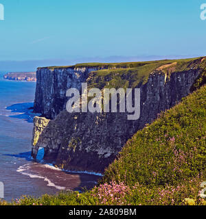 Bempton Klippen, East Riding von Yorkshire Stockfoto