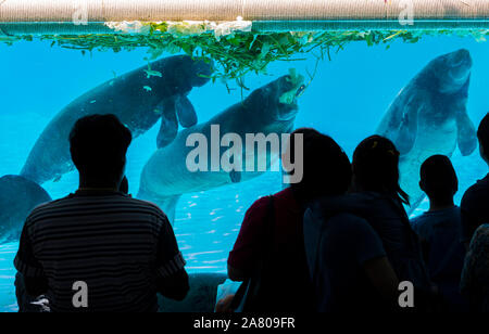 Bangkok, Thailand - Jan 13, 2018 Manatee an Safari World Zoo von Thailand. Personen oder Touristen vor der Show manatee in Glas tank. Manatee Stockfoto