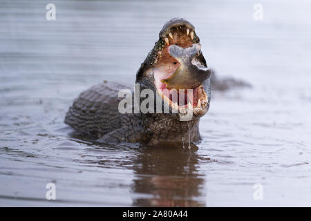 Ein Pantanal Kaimane (Caiman yacare Essen einen Piranha im Pantanal) Stockfoto