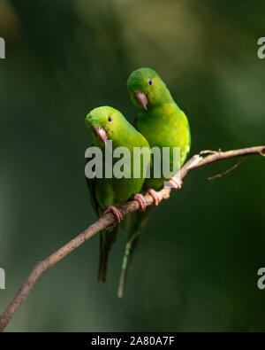 Ein paar einfache Sittiche (Sperlingsvögel tirica) von den Atlantischen Regenwald Stockfoto