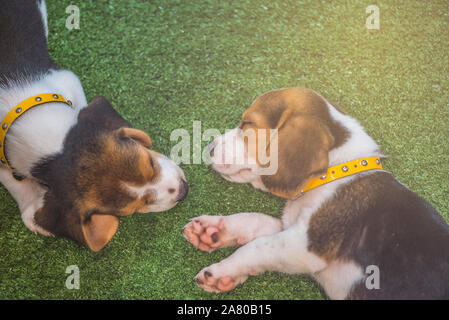 Süße Beagle Welpen schlafen oder zwei Welpen beagle Hund schlafen Stockfoto