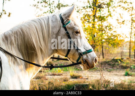 Eine niederländische Pferd stehend in der Haterse vennen in Gelderland, Niederlande Stockfoto