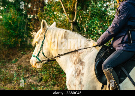 Eine niederländische Pferd stehend in der Haterse vennen in Gelderland, Niederlande Stockfoto
