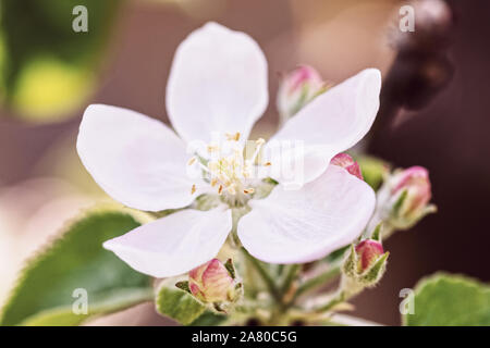 Matitury Niveau eines apple tree, weiß und rosa Apple Blüten und Knospen auf einem Zweig Stockfoto