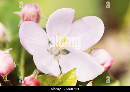 Details einer Apple Blossom, weiß und rosa Knospen und Blätter, Frühling zeit Hintergrund Stockfoto