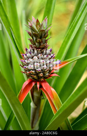Schöne Texturen und Farben der wilden Ananas Pflanze Stockfoto