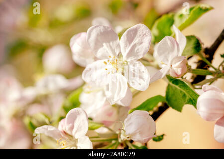 Apple Blossom saison Hintergrund, weiß und rosa Knospen und Blüten von Malus Domestica Stockfoto