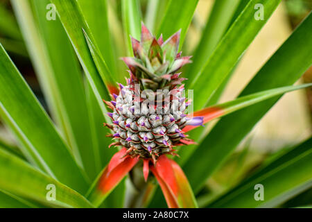 Schöne Texturen und Farben der wilden Ananas Pflanze Stockfoto