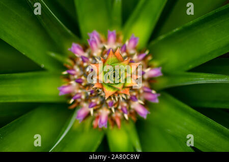 Schöne Texturen und Farben der wilden Ananas Pflanze Stockfoto