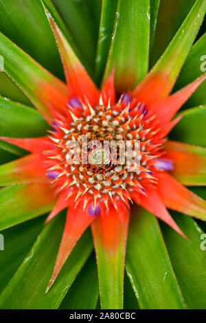 Schöne Texturen und Farben der wilden Ananas Pflanze Stockfoto