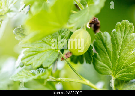 Makro, Stachelbeeren auf einem Ast mit Blätter, Ribes uva-Crispa Wachstum, grüner Hintergrund Stockfoto