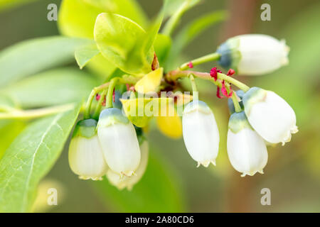 Nahaufnahme von Blueberry bush Blüten, Vaccinium myrtillus Wachstum mit weißen Blüten Stockfoto