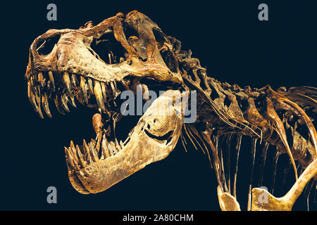 T-Rex auf einem schwarzen Hintergrund mit Mund offen Stockfoto