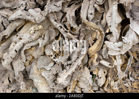 Trockene Molène thapsus Königskerze Anlage Stockfoto