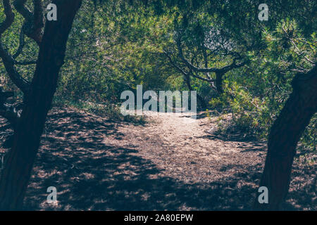 Ein Weg durch einen dichten Wald von Zedern - mediterrane Flora Stockfoto
