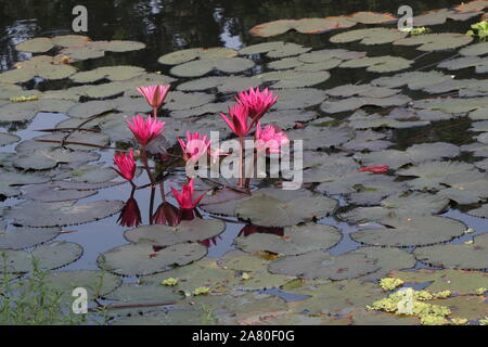 Geschichte von Bangladesch erklärte, dass viele alte Gebäude in diesem Land gemacht hatte. Teota Palace, Teota, Manikgan, Dhaka, Bangladesch ist einer von ihnen. Seerose ist die nationale Blume der Banglades. Stockfoto