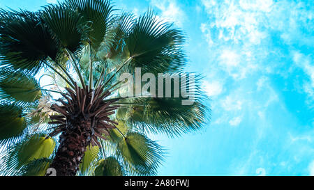 Kokospalme mit blauem Himmel, schönen tropischen Hintergrund. Urlaub Konzept Idee Hintergrund Stockfoto