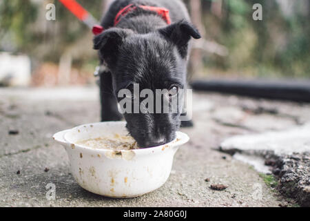 Süße, kleine, schwarze Hund mit rot Halskette Essen Stockfoto