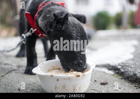 Süße, kleine, schwarze Hund mit rot Halskette Essen Stockfoto