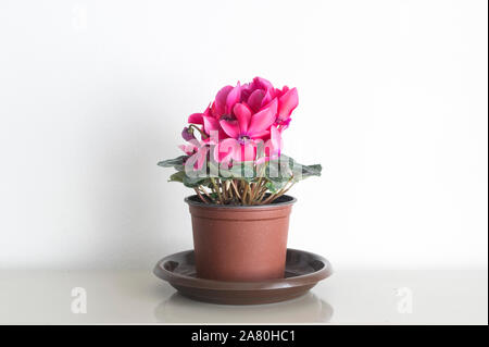 Cyclamen Blume im Blumentopf auf natürliches Licht mit weißem Hintergrund. Stockfoto