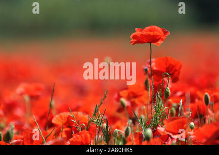 Bereich der rote Mohn in der Blüte, zerbrechlich und wunderschön. Frankreich, Provence. Stockfoto