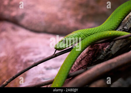 Anzeigen eines gefährlichen Green Mamba Snake auf einer Amtsleitung - Begriff der wilden Tiere Stockfoto