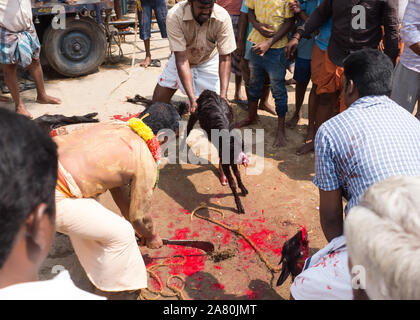 Anhänger Opfern eine Ziege während Kutti Kudithal Festival in Trichy, Tamil Nadu, Indien Stockfoto