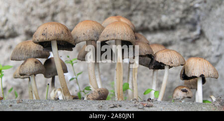Eine große Gruppe von Pilzen. Stockfoto