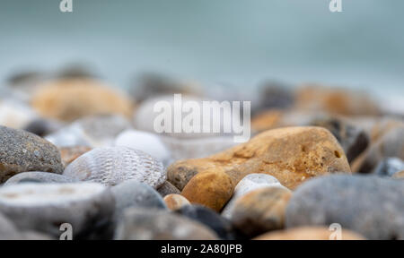 Venericor shell unter Kieselsteinen am Strand von Bracklesham Bay in der Nähe von East Wittering, West Sussex UK. Muscheln und Fossilien können am Strand gefunden werden. Stockfoto