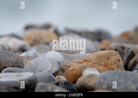Venericor shell unter Kieselsteinen am Strand von Bracklesham Bay in der Nähe von East Wittering, West Sussex UK. Muscheln und Fossilien können am Strand gefunden werden. Stockfoto