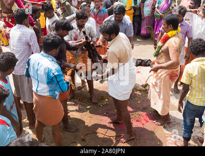 Anhänger Opfern eine Ziege während Kutti Kudithal Festival in Trichy, Tamil Nadu, Indien Stockfoto