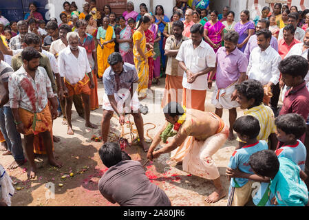 Anhänger Opfern eine Ziege während Kutti Kudithal Festival in Trichy, Tamil Nadu, Indien Stockfoto