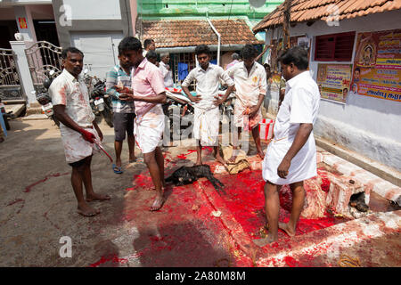 Anhänger einer Ziege während Kutti Kudithal Festival in Trichy, Tamil Nadu, Indien Opfer Stockfoto
