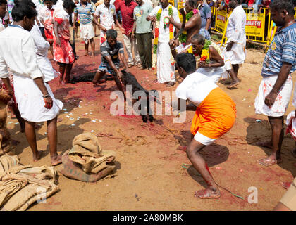 Anhänger Opfern eine Ziege während Kutti Kudithal Festival in Trichy, Tamil Nadu, Indien Stockfoto