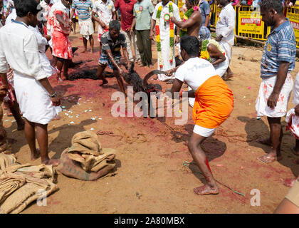 Anhänger Opfern eine Ziege während Kutti Kudithal Festival in Trichy, Tamil Nadu, Indien Stockfoto