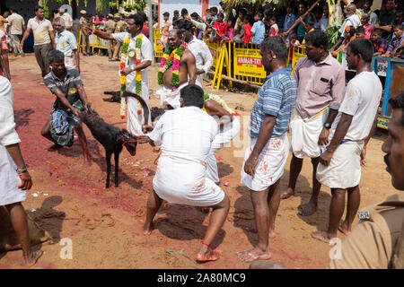 Anhänger Opfern eine Ziege während Kutti Kudithal Festival in Trichy, Tamil Nadu, Indien Stockfoto