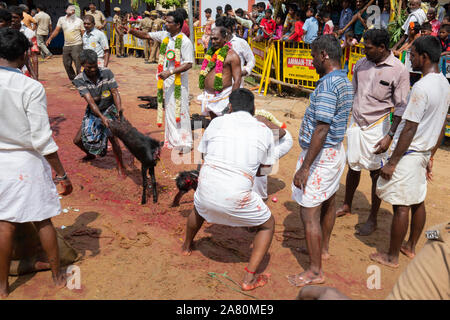 Anhänger Opfern eine Ziege während Kutti Kudithal Festival in Trichy, Tamil Nadu, Indien Stockfoto