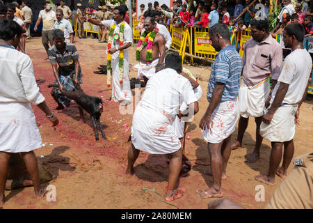 Anhänger Opfern eine Ziege während Kutti Kudithal Festival in Trichy, Tamil Nadu, Indien Stockfoto